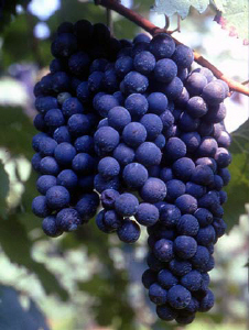 lambrusco di sorbara